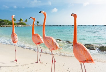 Vakantiebestemming november Aruba, Curacao en Bonaire