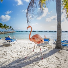 Januari vakantiebestemming - Aruba, Bonaire en Curaçao
