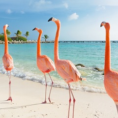Vakantiebestemming februari - Aruba - Bonaire - Curaçao